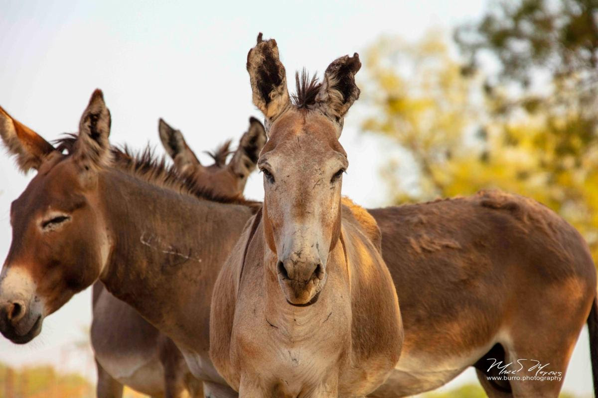 Peaceful Valley Donkey Rescue - Zebra? Zonkey? Nope .. just a donkey with  extra stripey legs. Many donkeys have some stripes on their legs, but this  gelding may win the prize for