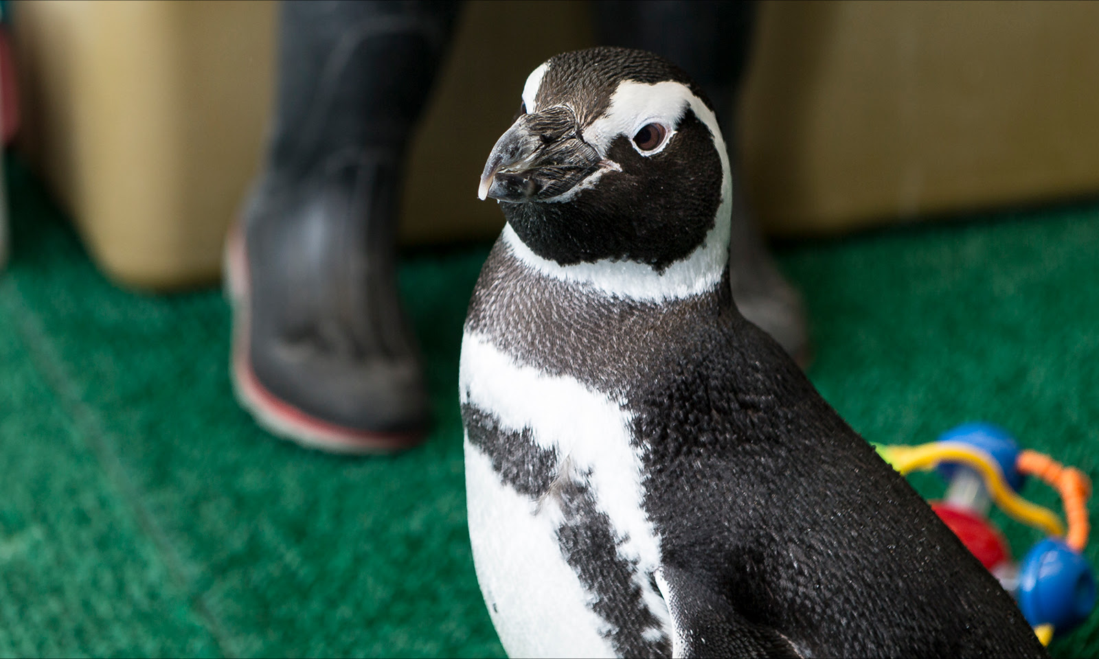 A Magellanic penguin peers around itself at visitors in Shedd's penguin encounter space.