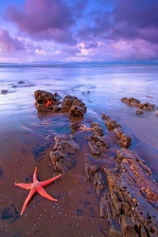 Beach-Starfish