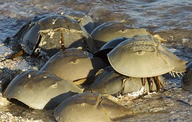 Horseshoe Crab