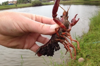 someone's hand holding a red-and-black red swamp crayfish, about 6-7 inches long, over a grassy pond area