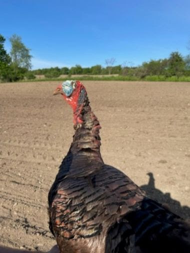 realistic looking fake turkey in a field