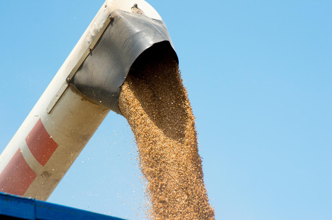 La guerra en Ucrania
podría aumentar las 10.000
toneladas de trigo que Europa
quema cada día para
biocombustibles