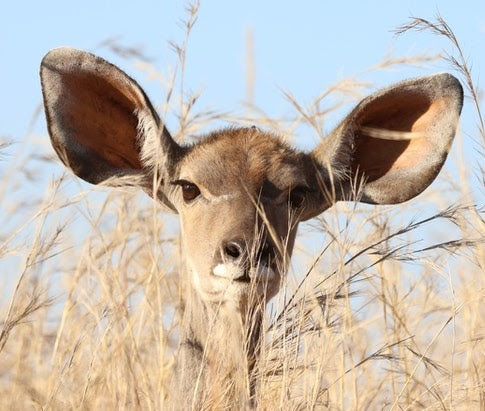 deer with ears listening