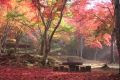 As folhas vermelhas e douradas de Quioto encantam no outono japonês