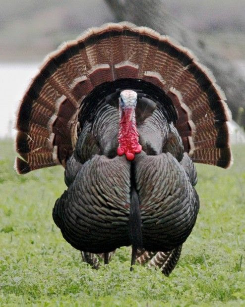 The Aztecs of Mexico domesticated the Mexican subspecies of the wild turkey (called guajolotes). Spanish explorers took some of these back to Europe in the mid-16th Century where they became common farmyard animals. These domestic turkeys eventually completed the circuit and came back to North American turkey farms from Europe.: