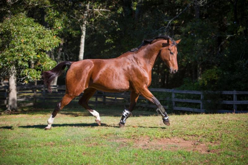Horsepower Technologies Inc. has contracted Mack Molding to manufacture its groundbreaking product_ FastTrack__ the first rehabilitative orthotic device for horses.