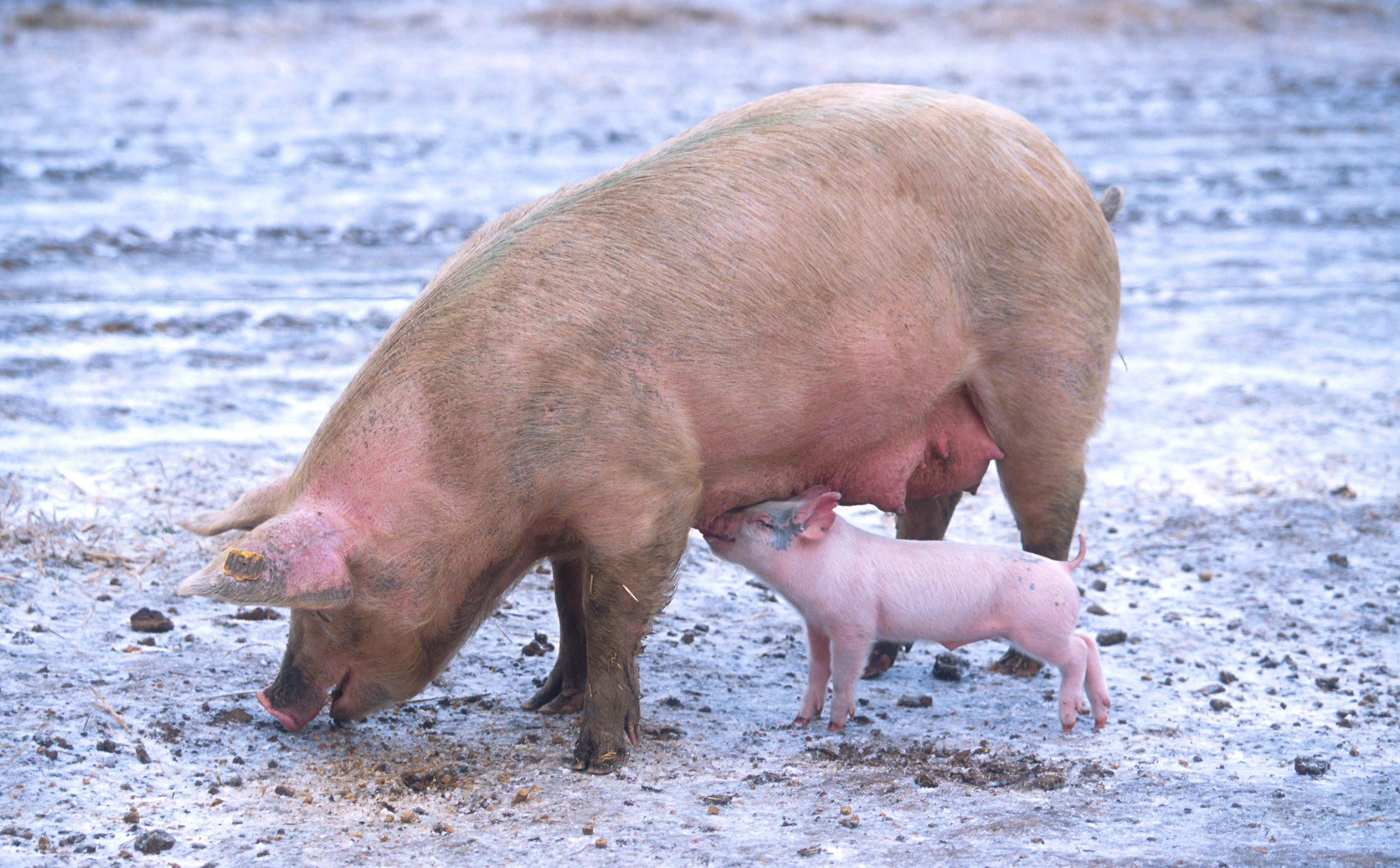 http://upload.wikimedia.org/wikipedia/commons/5/59/Sow_with_piglet.jpg