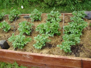 Potatoes mulched with grass clippings in one of the new raised beds