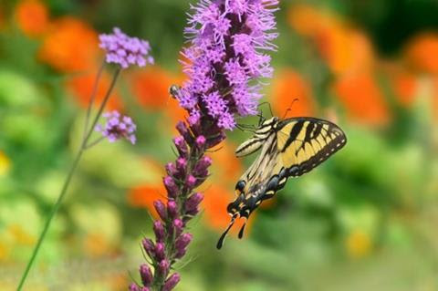 Liatris spicata with butterfly