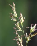 Festuca arundinacea 2