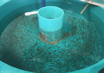 arctic grayling brood