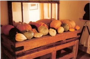 My display of long keeping pumpkins and winter squashes grown here in 1991 (photo by Joy Larkcom)