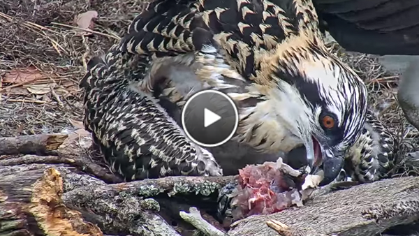 Watch The Osprey Chick Self-feed For The First Time. 