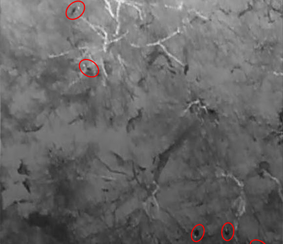 Thermal video screenshot of wild turkeys roosting near Tennessee Colony, Texas in March 2021. Wild turkeys are circled in red. Photo courtesy of Allison Schumacher.