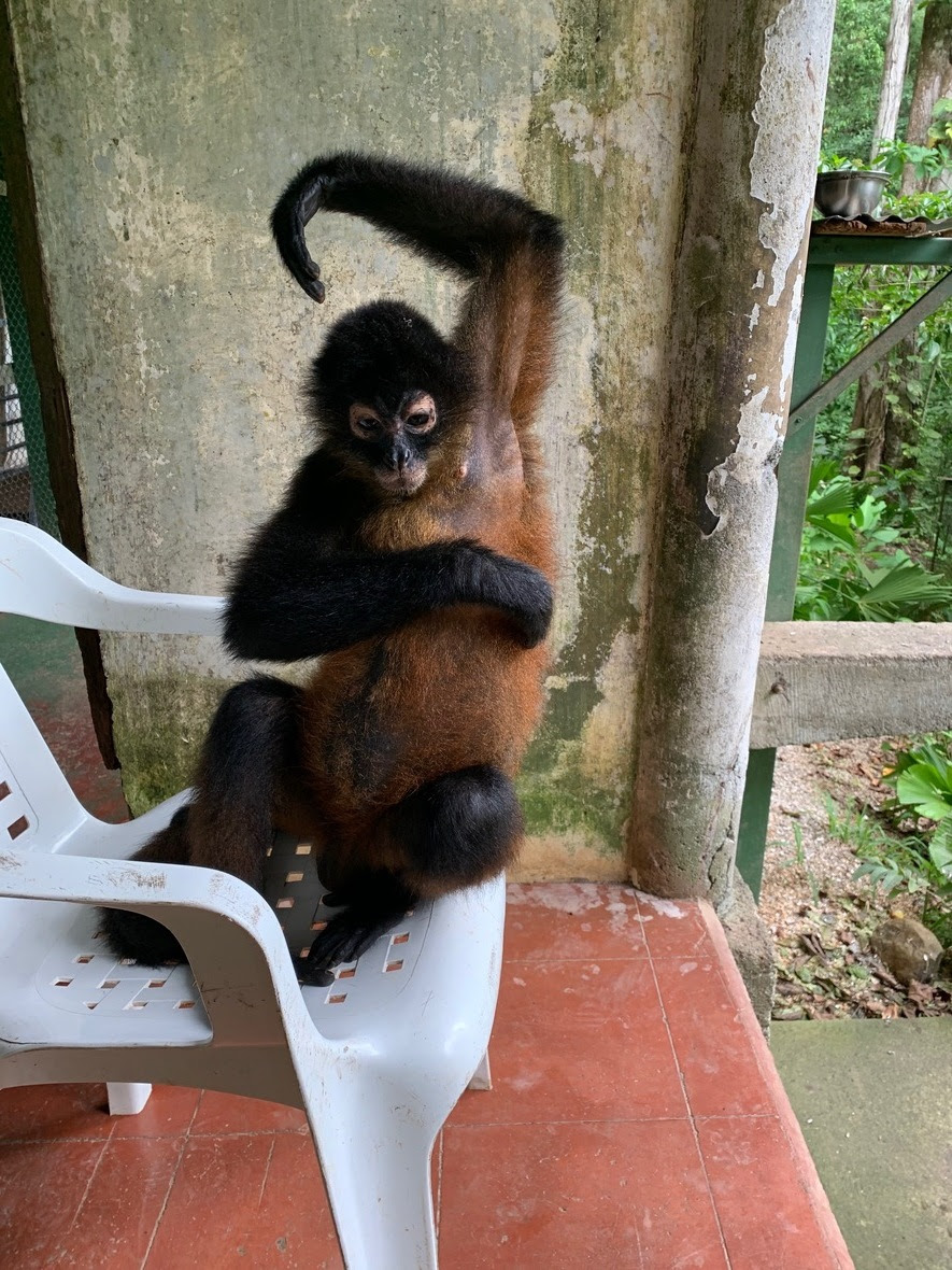 Front view of a spider monkey with one arm up and the other arm across her body