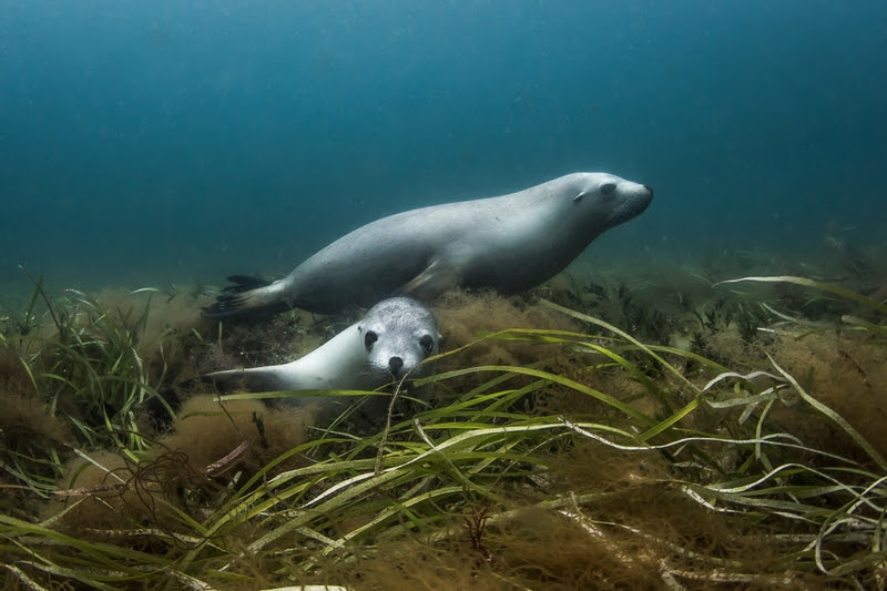 Sea lions in seagrass