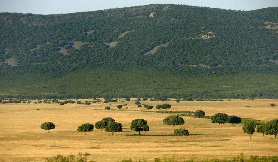Advierten sobre los
                                          negativos efectos de que
                                          Castilla-La Mancha gestione
                                          los parques nacionales de
                                          Daimiel y Cabañeros