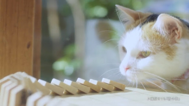 実写映画『3月のライオン』にも出演した 川本家の猫からピタゴラ装置がスタート!