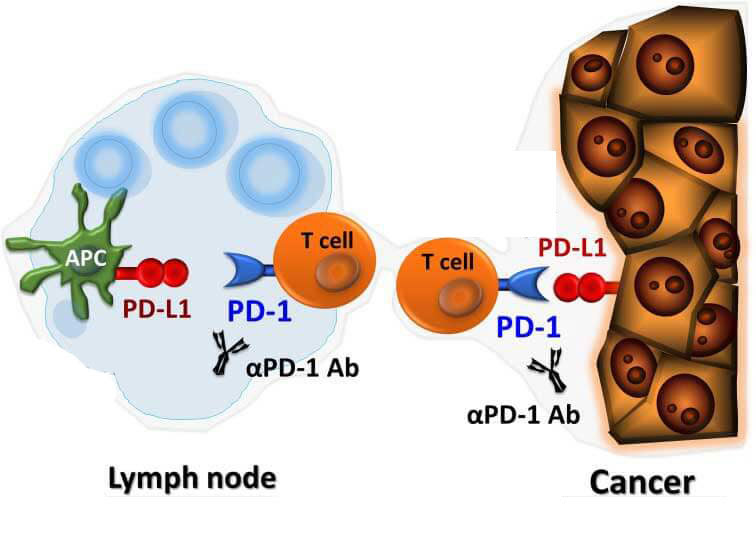 PD-1 inhibition graphic