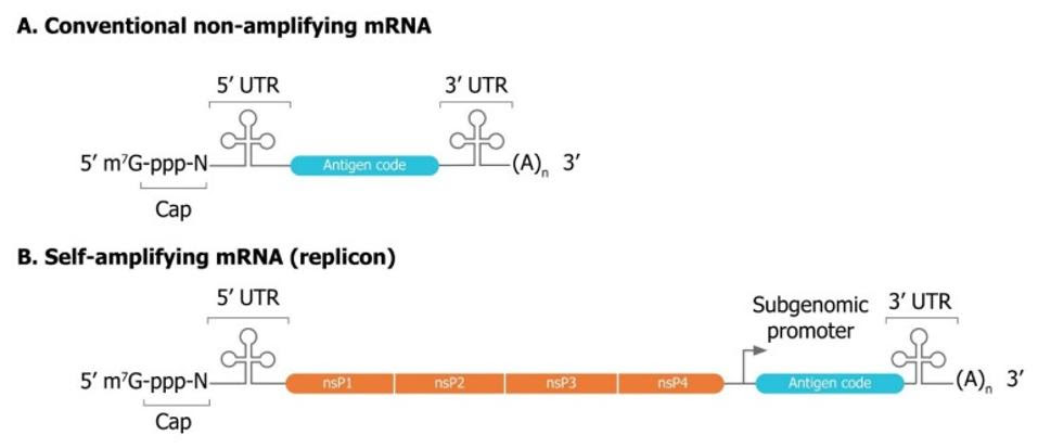 Comparison of the genetic sequence of non-amplifying and self-amplifying mRNA.