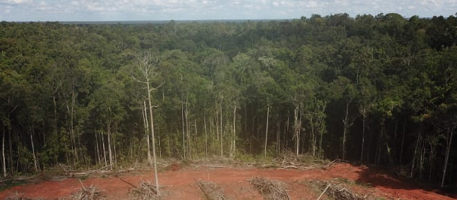 Destrucción de la selva tropical en Papua, Indonesia, para establecer palma aceitera
