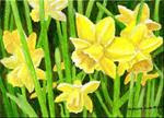 Just Daffodils - Posted on Friday, January 23, 2015 by Patricia Ann Rizzo
