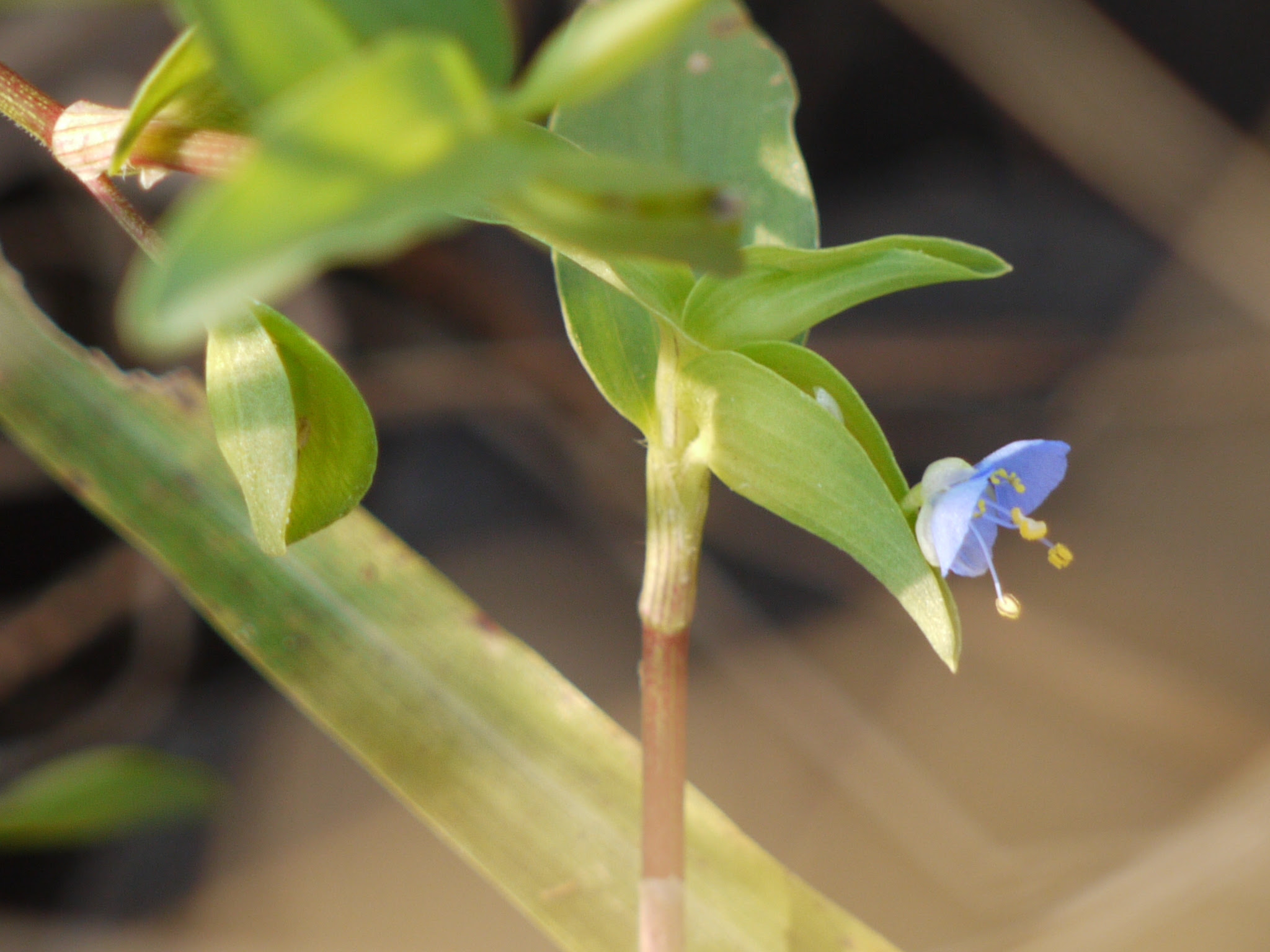 Commelina sp. ... FOR ID