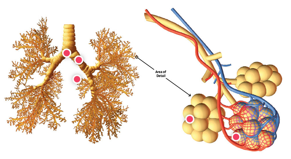 May 1st â World Asthma Day