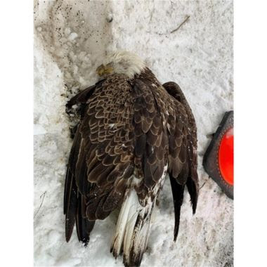 Bald Eagle lying on the ground in some snow