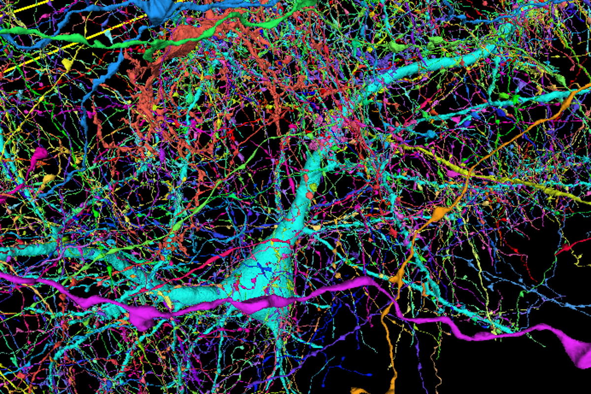 A color-coded map of around 4,000 incoming axons connecting to just one neuron