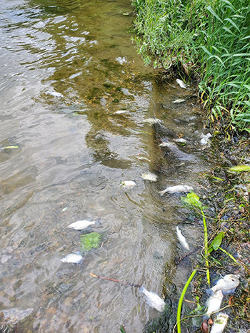 An accumulation of dead bluegills and black crappies during a fish kill on a southwest Michigan lake