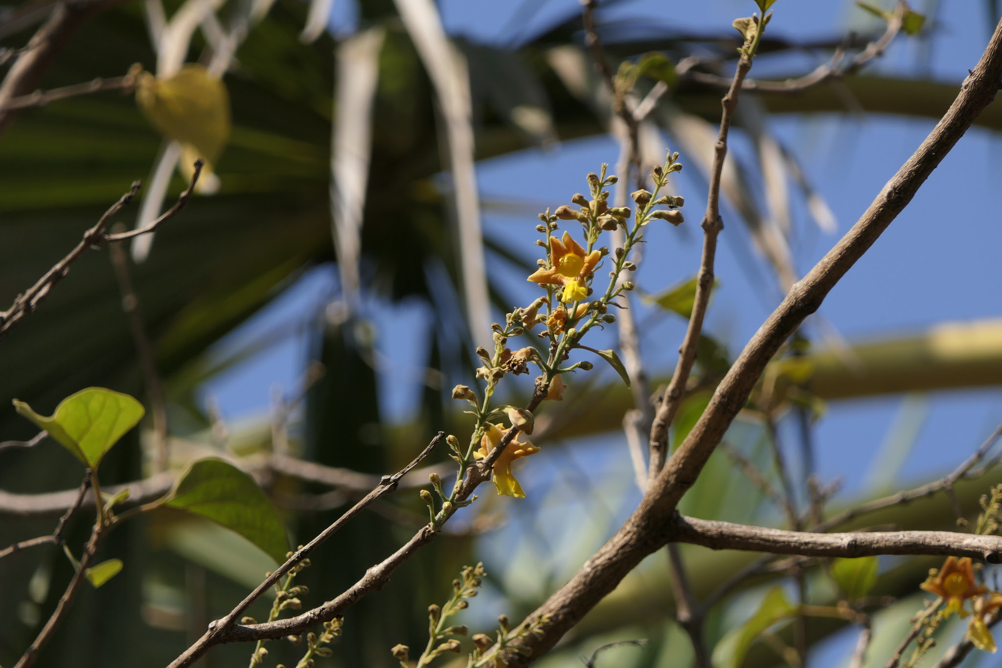 Gmelina arborea Roxb. ex Sm.