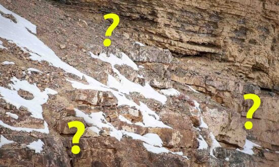 Photographer Snaps Nearly Invisible ‘Ghost Cats’; Can You Spot the Snow Leopards Hidden in the Mountains?