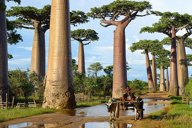 16 loại cây đồ sộ, vĩ đại nhất hành tinh