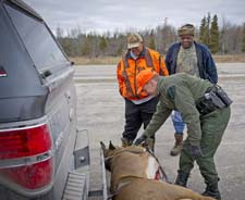 CO checking a deer