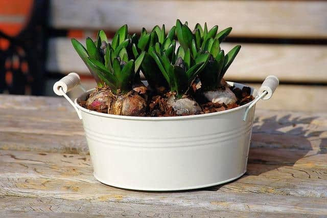 9 Ways Container Gardening Is Just Plain Better Than Traditional Gardening 9 Ways Container Gardening Is Just Plain Better Than Traditional Gardening