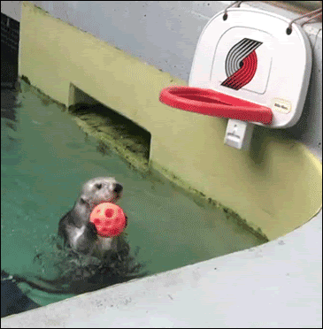 gif cute otters pool - 7813232384