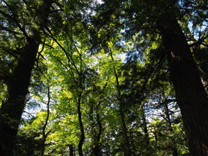 Hemlocks and northern hardwood forests are among the prized attractions at Porcupine Mountains Wilderness State Park.