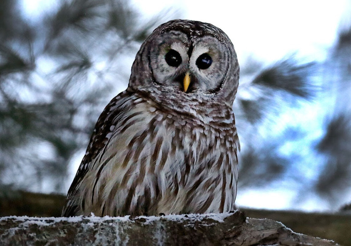 Hoo-Dunnit? Central Park’s Beloved ‘Barry’ The Owl Had Potentially Lethal Levels Of Rat Poison In Her System When She Flew Into A Truck