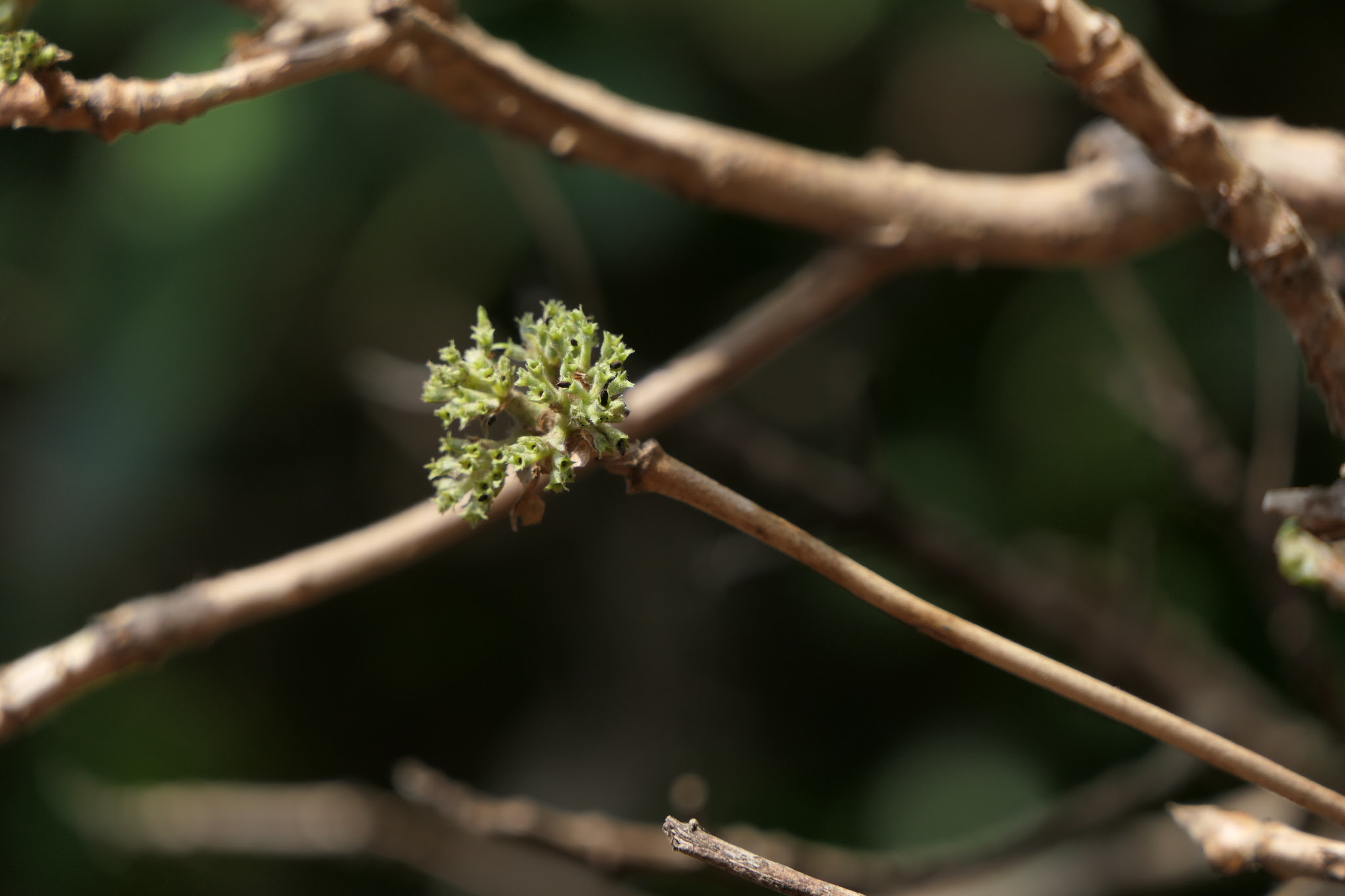 Pavetta crassicaulis Bremek.