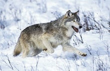 'Mind Control' Parasite Makes Wolves Effective Pack Leaders
