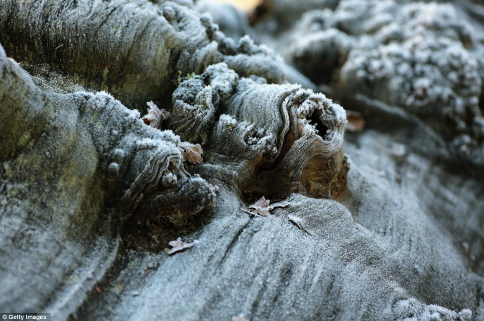 Wintry wonder: Early morning frost clings to the surface of a fallen tree in Knutsford, giving the bark a magical quality