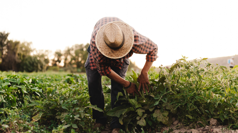 NOFA-VT Farm Start Program