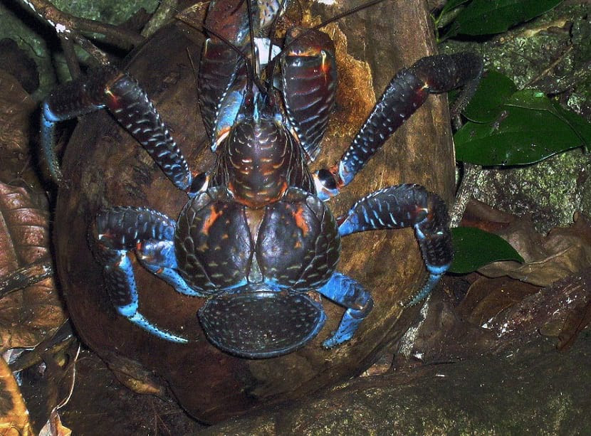 A coconut crab clinging to a coconut.