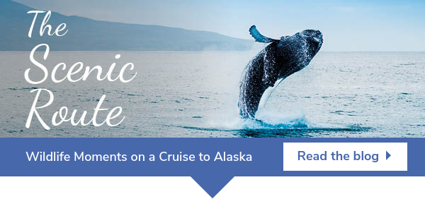 Wildlife Moments on a cruise to Alaska