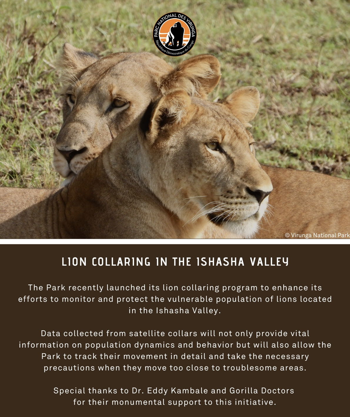 The Park recently launched its lion collaring program to enhance it’s efforts to monitor and protect the vulnerable population of lions located in the Ishasha Valley.?
