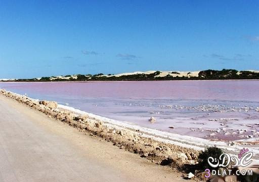 البحيرة الوردية في استراليا سبحان الخالق 3dlat.com_13980247771
