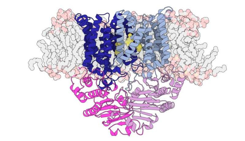 Starving the bacterium that causes pneumonia