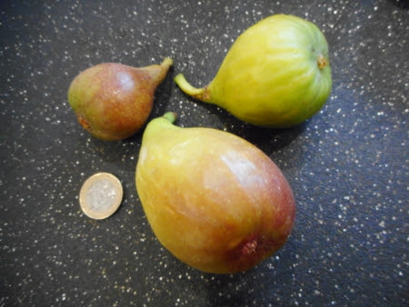 Figs Rouge de Bordeaux, Precoce de Dalmatie and Madeleine des Deux Saisons